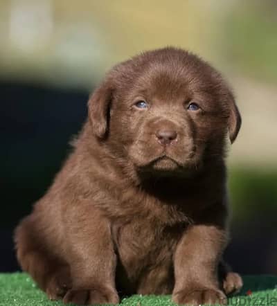 Labrador retriever puppy boy from Russia