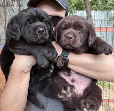 Labrador retriever puppy boy from Russia
