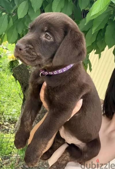 Labrador retriever puppy boy from Russia