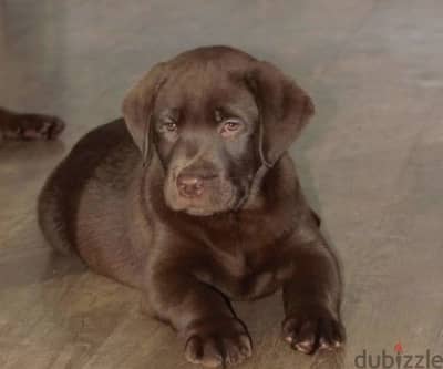 Labrador retriever puppy male