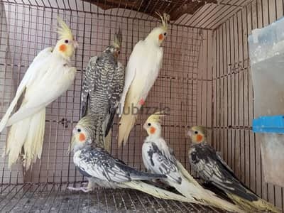 3 اجواز كوكتيل شباب