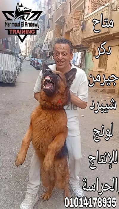 جيرمن شيبرد للبيع
