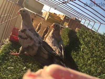 زغلولين جاهزين