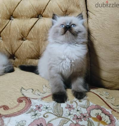 دباديب هملايا شوكلت زي القمر لتواصل 01151512161واتس