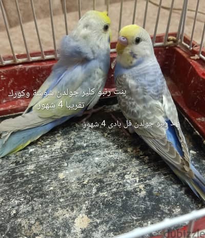 بادجى وفيشر