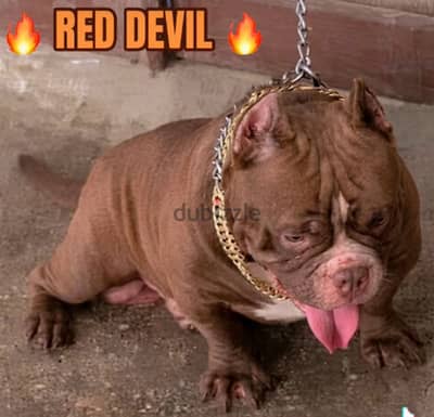 اقوي دكر بولي للجواز American bully
