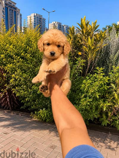 Golden puppy جولدن