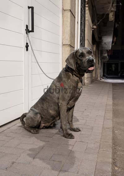 Cane Corso Female 1 Year