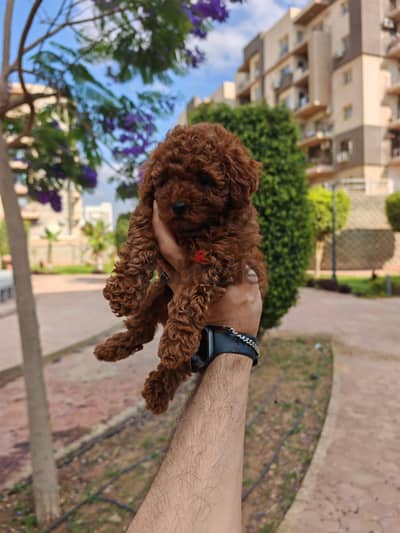 poodle بودل