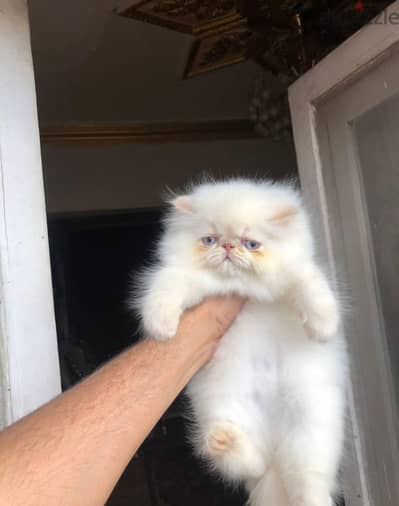 بنوتة بريشن اورنج