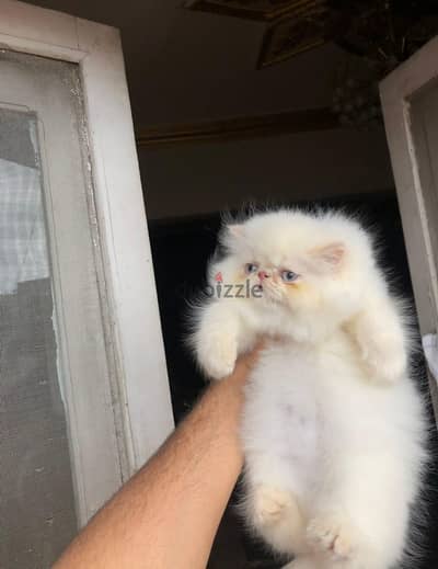 بنوتة بريشن اورنج
