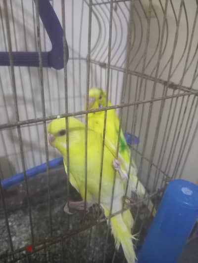 عصافير استرالى