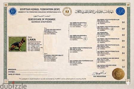 short hair german sheperd showline معاها ورقfull pedigree fci Ekf