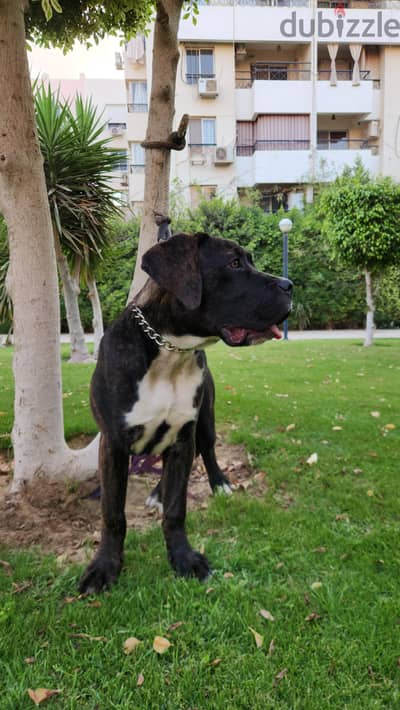 جرو كين كورسو cane corso