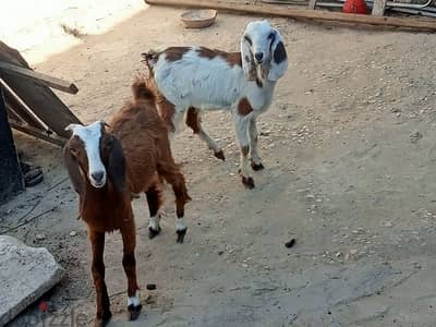 ماعز رباعى