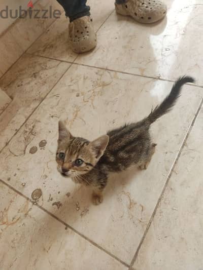 قطة صغيرة للتبني