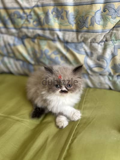 Adorable Fluffy Persian Kitten Looking for a Forever Home