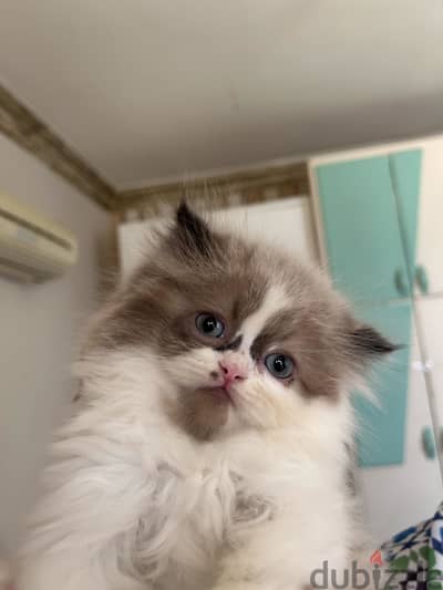 Stunning Persian Kitten – Rare Beauty & Sweet Personality