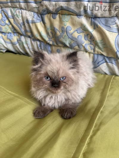 Adorable & Fluffy Persian Kitten – Your New Best Friend