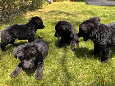 German royal black puppies _ جراوي جيرمن رويال بلاك شو لاين مستوى قوي