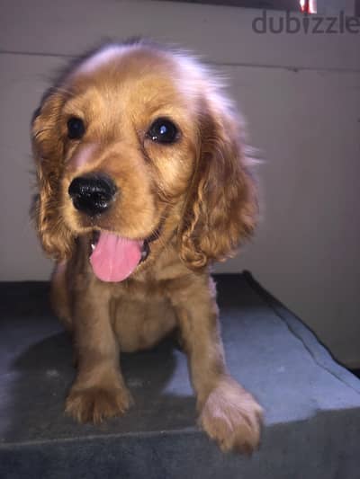 Cocker spaniel with top quality _ كوكر مستوى عالي جدا بجميع المستلزمات