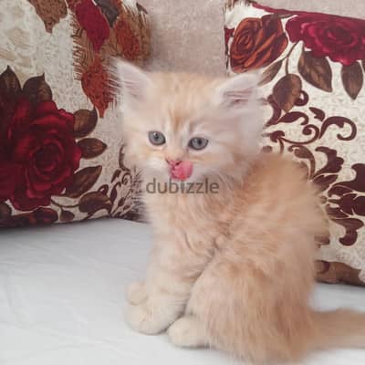 قطه بنت للبيع