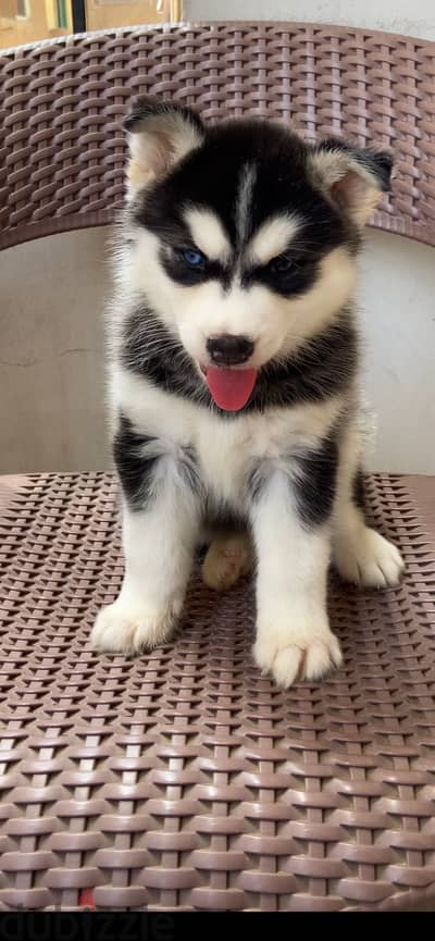 Siberian husky هاسكي