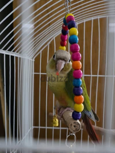 كرين تشيك كونيور بينابول معاه حاجته كلها Green cheek conure pineapple