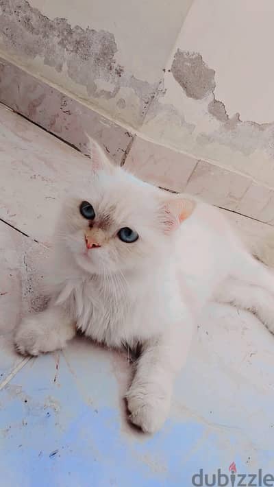 البراجيل