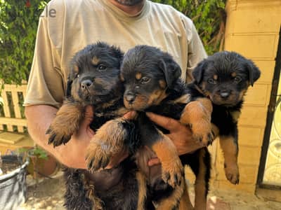 Rottwelier puppies