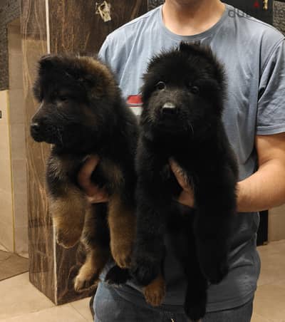 جراوي  جيرمن صيني  German Shepherd