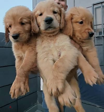 جراوي جولدن صيني Golden Retriever