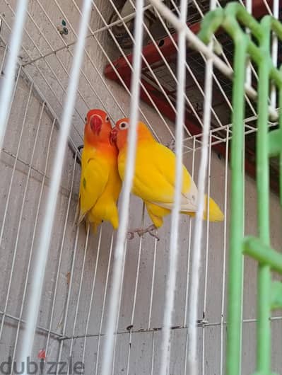 قص فيشر لاتينى
