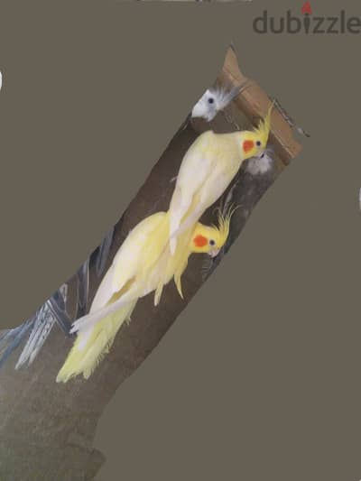 قص لاتينى بريل شباب