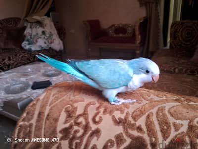 سكاي بلو  علي وش فطام