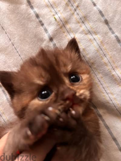 rare cinnamon scottish straight tortoiseshell  سكوتش ستريت سينماون