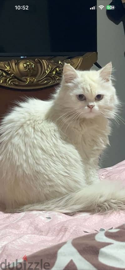 قطه للبيع عمره سنه و نص متطعمه