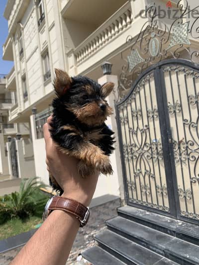 Yorkshire puppies 55 day يورك شاير