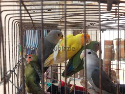 عصافير روز