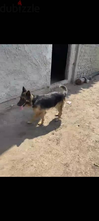 نتايه جيرمن