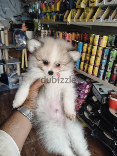 Pomeranian puppy