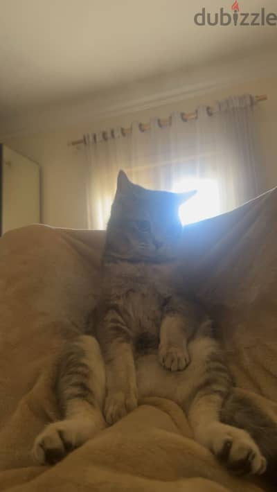 scottish cat