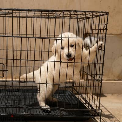 Pure Top golden retriever female - اجمل و اقوي بنت جولدن ريتريفر