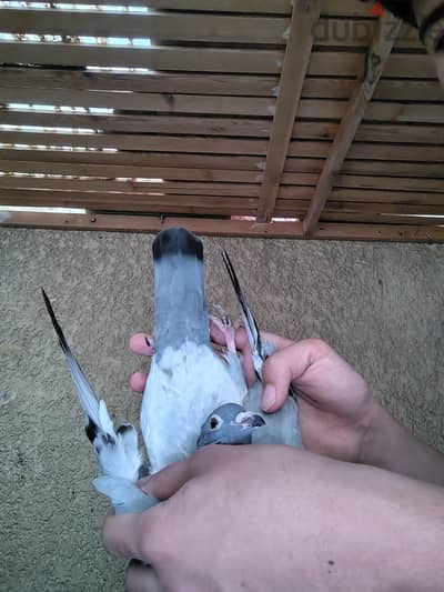 نتاية زاجل سباق