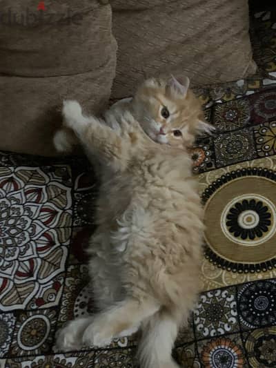 بنت شيرازى