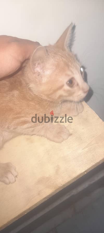 ولدين رومى