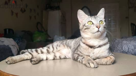 بنت سنة