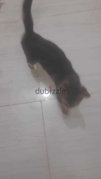 بنت بنجالور امريكى