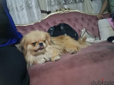 الهرم