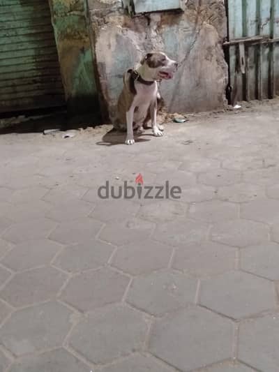 نتايه بيتبول